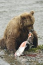 Brown bear eating salmon