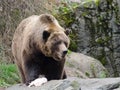 Brown bear eating a turkey in zoo during Thanksgiving season