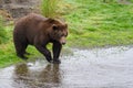 Brown bear on the edge of Brooks River looking for salmon, Katmai National Park, Alaska, USA Royalty Free Stock Photo