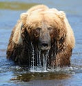 Brown Bear Emerging from water