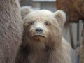 brown bear. Exhibit of the Zoological Museum.