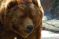 Brown bear face close up