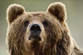 Brown bear face