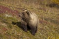 Brown Bear on Fall Tundra