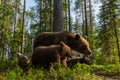 Rodina medveďa hnedého vo fínskom lese
