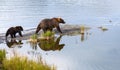 Brown bear family, mother and cub, walking on a sand spit on Naknek Lake, Katmai National Park, Alaska, USA Royalty Free Stock Photo