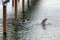 Brown bear family, mother and four cubs, swimming in the Brooks River looking for fish, Katmai National Park, Alaska Royalty Free Stock Photo