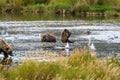 Brown bear family, mother and three cubs, on the Brooks River, Katmai National Park, Alaska, USA Royalty Free Stock Photo