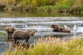 Brown bear family, mother and three cubs, on the Brooks River, Katmai National Park, Alaska, USA Royalty Free Stock Photo