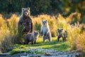 Brown bear family next to the Brooks River, fall landscape, Katmai National Park, Alaska