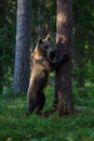 Brown bear in Finland forest climbing tree Royalty Free Stock Photo