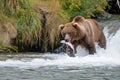 A brown bear with a fish clutched firmly in its mouth as it enjoys a successful hunt, A grizzly bear on a riverside, sharply Royalty Free Stock Photo