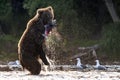 Brown bear with a fish in its mouth is standing on its hind legs in the river. Sunset backlight. Brown bear fishing sockeye salmon Royalty Free Stock Photo