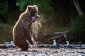 Brown bear with a fish in its mouth is standing on its hind legs in the river. Sunset backlight. Brown bear fishing sockeye salmon Royalty Free Stock Photo