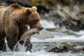 Brown Bear With Fish in Mouth, Predatory Behavior in the Wild, A grizzly bear on a riverside, sharply catching a fish in its mouth Royalty Free Stock Photo