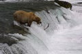 Brown Bear Fishing Royalty Free Stock Photo