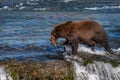 Brown bear fishing in the Brooks River, walking on the lip of Brooks Falls with salmon in mouth, Katmai National Park, Alaska, USA Royalty Free Stock Photo