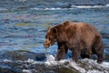 Brown bear fishing in the Brooks River, walking on the lip of Brooks Falls with salmon in mouth, Katmai National Park, Alaska, USA Royalty Free Stock Photo