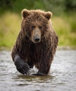 Brown Bear Fishing for Salmon in Alaksa