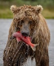 Brown Bear Fishing for Salmon in Alaksa Royalty Free Stock Photo