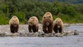 Brown Bear Fishing for Salmon in Alaksa