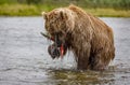 Brown Bear Fishing for Salmon in Alaksa Royalty Free Stock Photo
