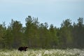 Brown bear in flourishing bog landscape at summer. Royalty Free Stock Photo