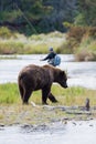 Brown Bear with fly fisherman Royalty Free Stock Photo