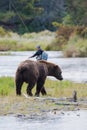 Brown Bear with fly fisherman Royalty Free Stock Photo