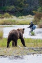 Brown Bear with fly fisherman Royalty Free Stock Photo