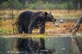 A brown bear in the fog on the bog. Adult Big Brown Bear Male. Scientific name: Ursus arctos. Royalty Free Stock Photo