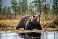 A brown bear in the fog on the bog. Adult Big Brown Bear Male. Scientific name: Ursus arctos. Royalty Free Stock Photo