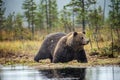 A brown bear in the fog on the bog. Adult Big Brown Bear Male. Scientific name: Ursus arctos. Royalty Free Stock Photo