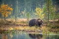 A brown bear in the fog on the bog. Adult Big Brown Bear Male. Scientific name: Ursus arctos. Royalty Free Stock Photo