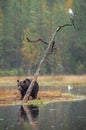 A brown bear in the fog on the bog. Adult Big Brown Bear Male. Scientific name: Ursus arctos. Royalty Free Stock Photo