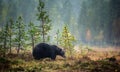 A brown bear in the fog on the bog. Adult Big Brown Bear Male. Scientific name: Ursus arctos. Royalty Free Stock Photo