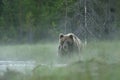 Brown bear in a foggy landscape