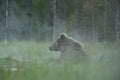 Brown bear in a foggy scenery