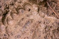 brown bear footprint imprinted in the mud in Romania in Muntii Ciucas