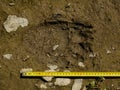 Brown bear, footprint