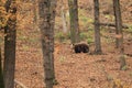 Brown bear in forest