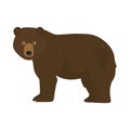 Brown bear, forest bear, grizzly bear. Royalty Free Stock Photo