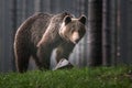 A brown bear in the forest. Big Brown Bear. Bear sits on a rock. Ursus arctos. Royalty Free Stock Photo