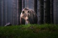 A brown bear in the forest. Big Brown Bear. Bear sits on a rock. Ursus arctos. Royalty Free Stock Photo