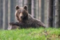 A brown bear in the forest. Big Brown Bear. Bear sits on a rock. Ursus arctos. Royalty Free Stock Photo