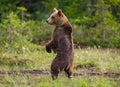 Brown bear in a forest glade is standing on its hind legs.