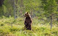 Brown bear in a forest glade is standing on its hind legs. Royalty Free Stock Photo