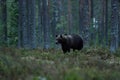 Brown bear in the forest late in the evening. Bear in forest landscape