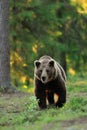 Brown bear in forest. Male brown bear in forest.