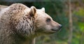 Brown bear in the forest, wildlife in the woodland, portrait of a grizzly, encounter with predator, animal in nature Royalty Free Stock Photo